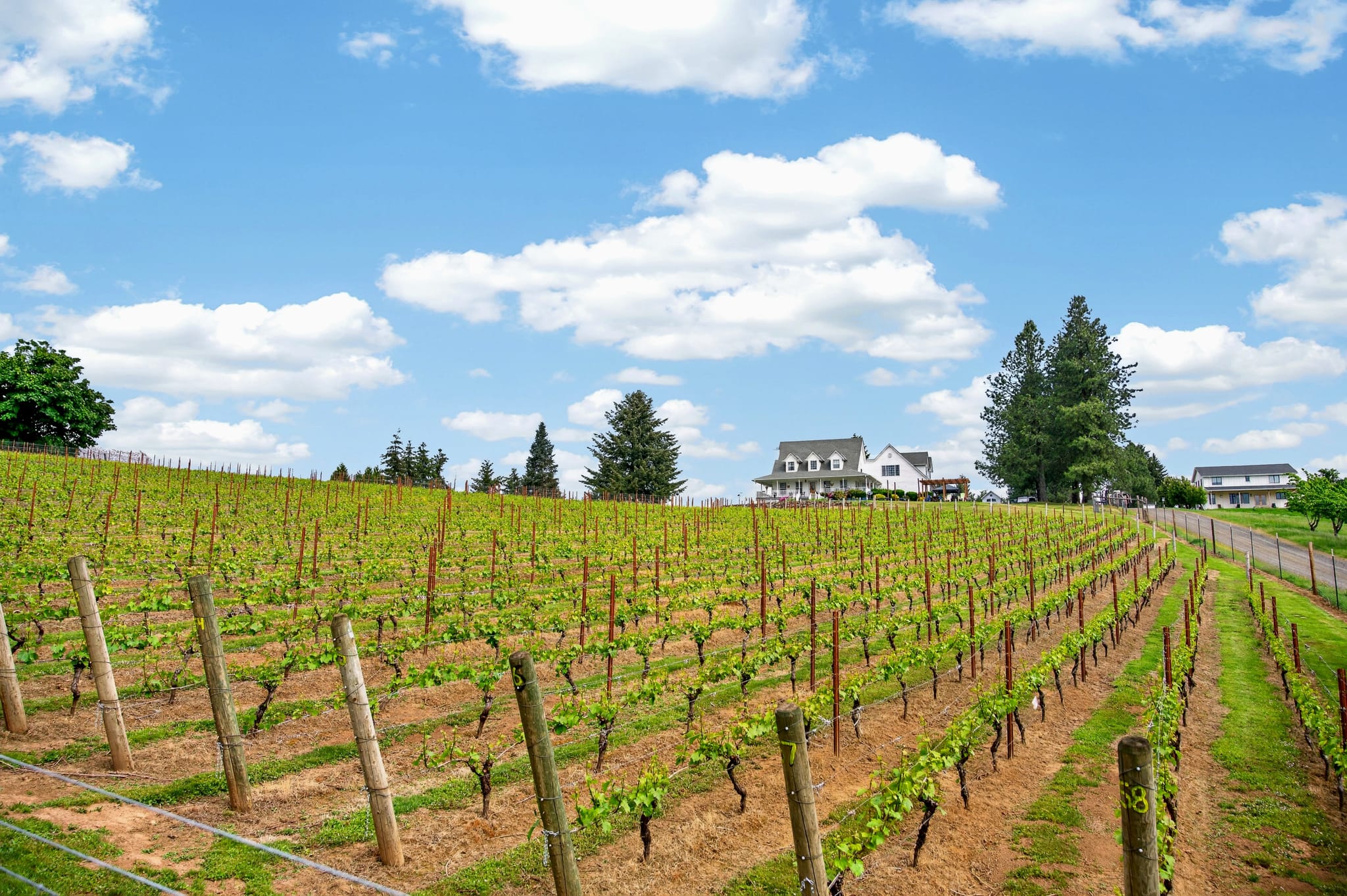 Estate vineyard rows with the farmhouse on the hill
