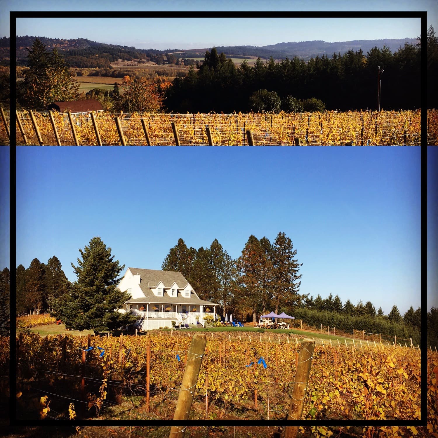 A Pressing Engagement.....