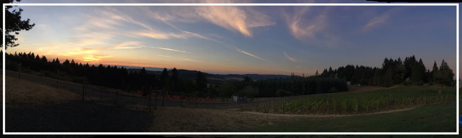 Bringing in the Grapes!