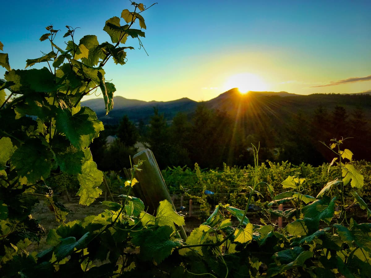 Bluebird Hill Vineyard