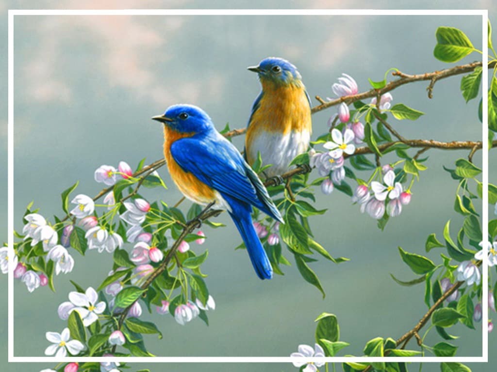 Spring 2017 at Bluebird Hill