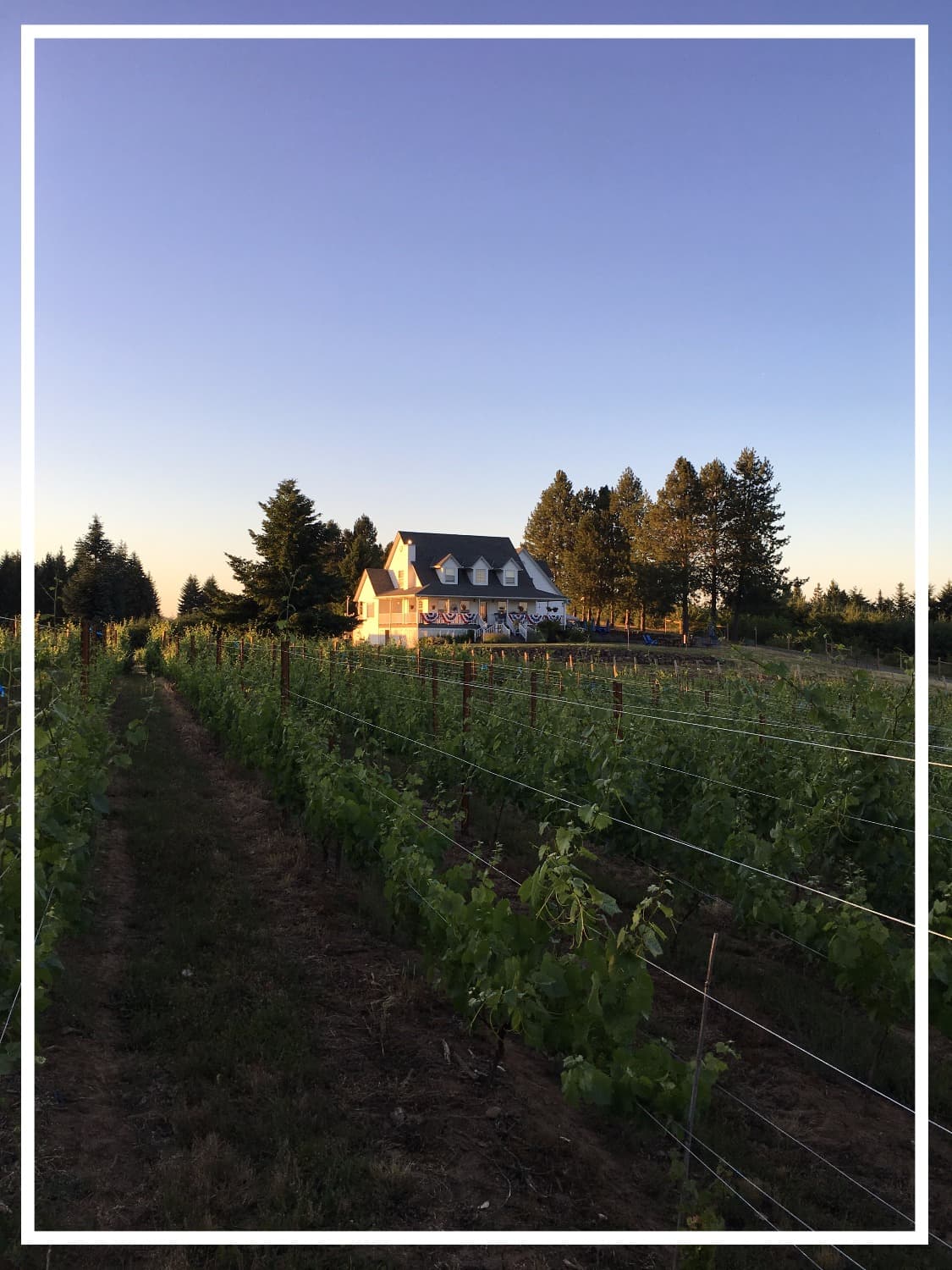 Sunny Daze on the Hill