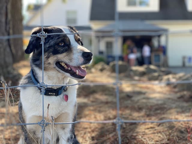 The Dog Days of Summer