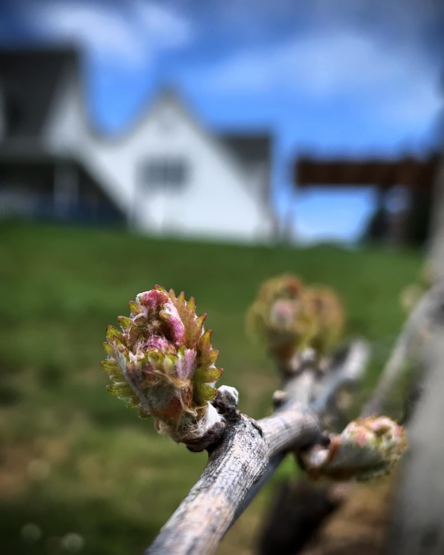 WINTER BREAK-SPRING HAS SPRUNG