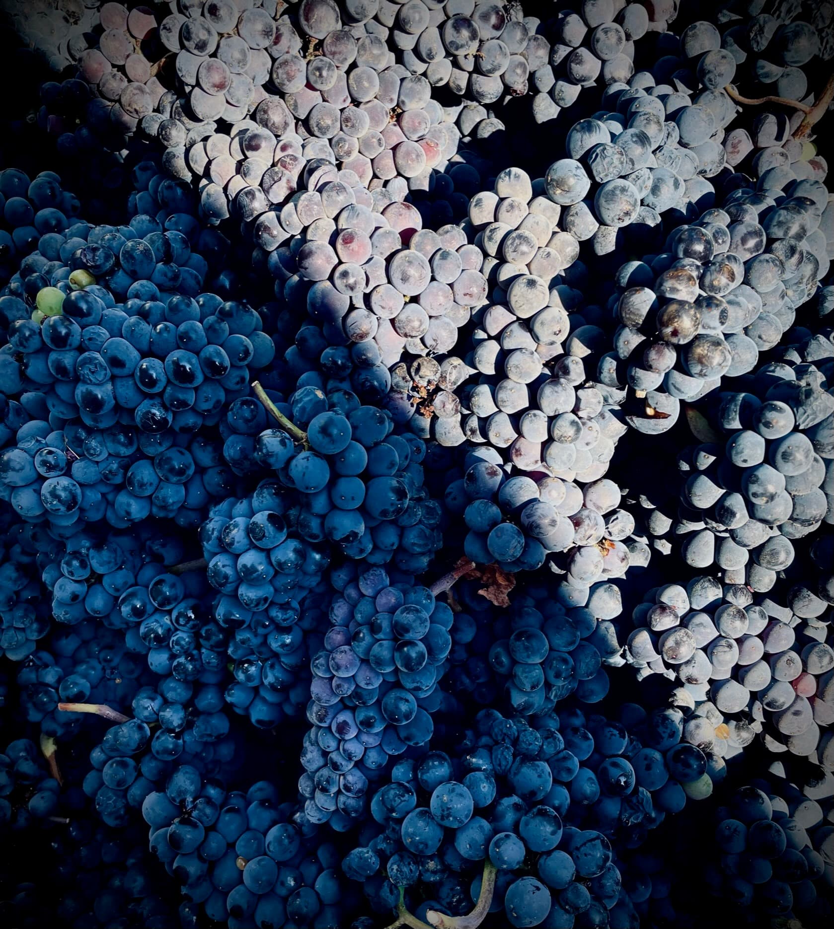 Bluebird Hill Cellars vineyard