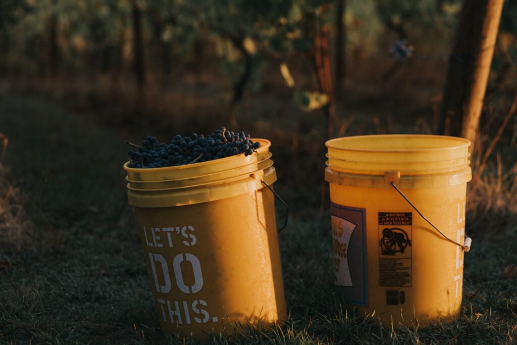 Harvest gathering in the Bluebird Hill Cellars vineyard