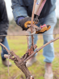 Vine Pruning Workshop and Tasting Party