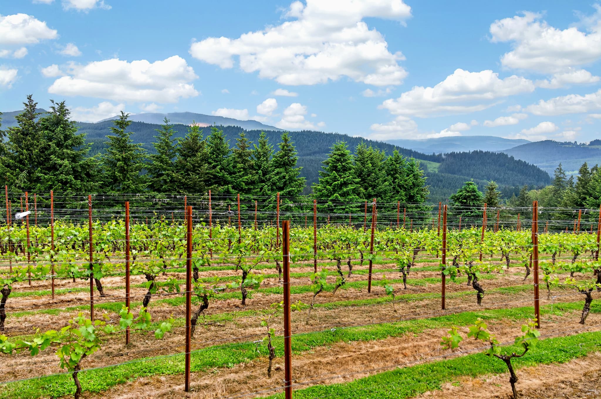 The estate vineyard and Coast Range